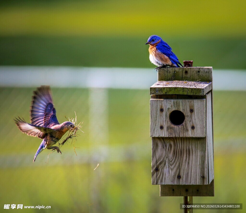 蓝鸟于鸟巢边展翅瞬间