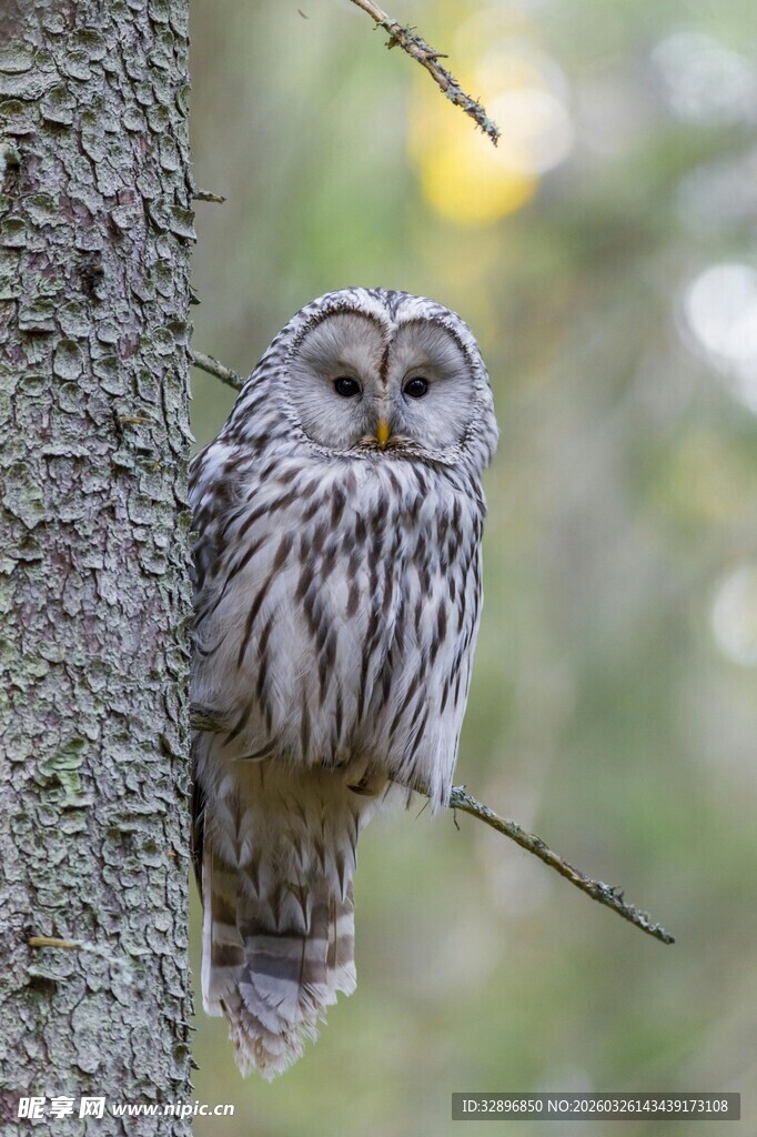 栖息于树干的长尾林鸮