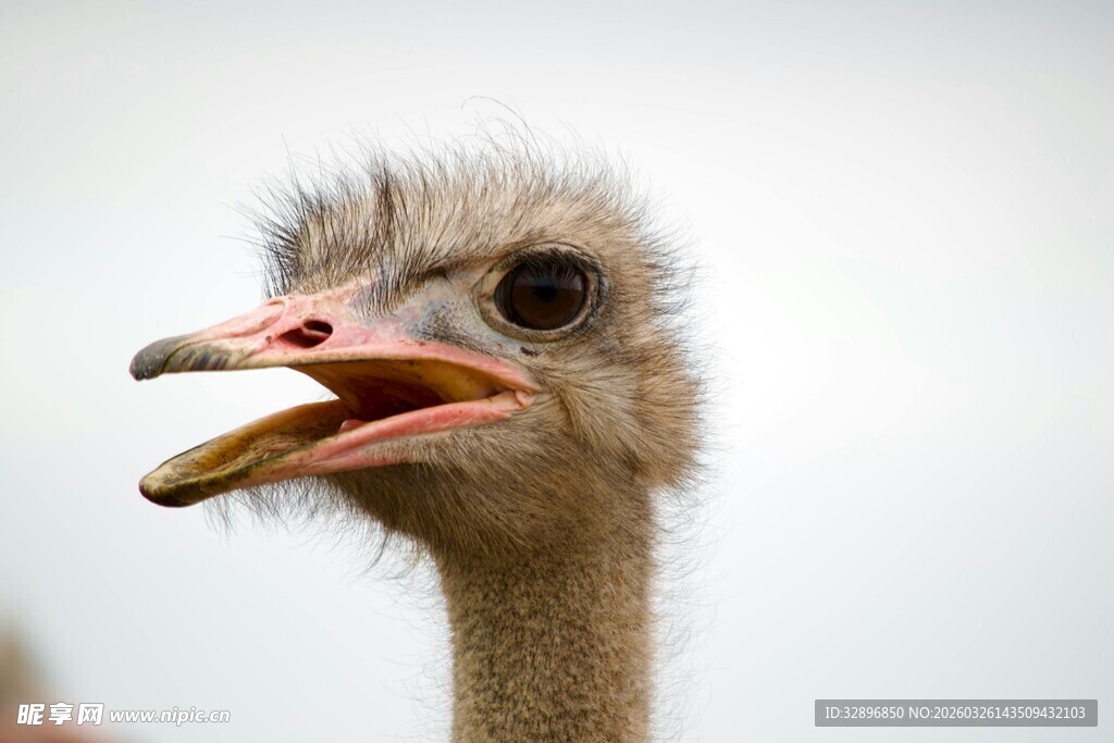 张嘴的鸵鸟特写