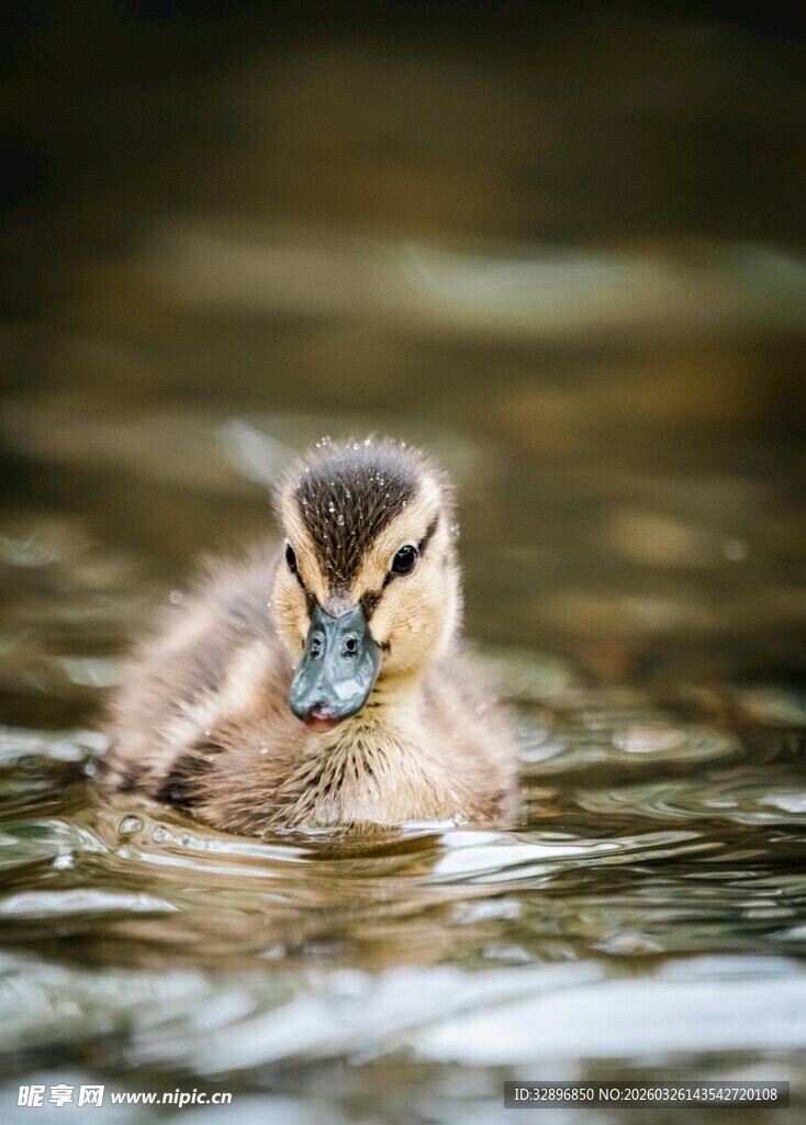 水中萌态小鸭子