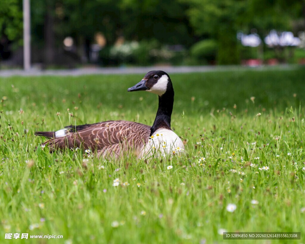 草地上休憩的加拿大鹅