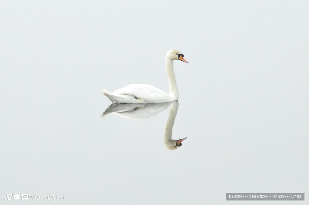 水面上优雅的单只白天鹅