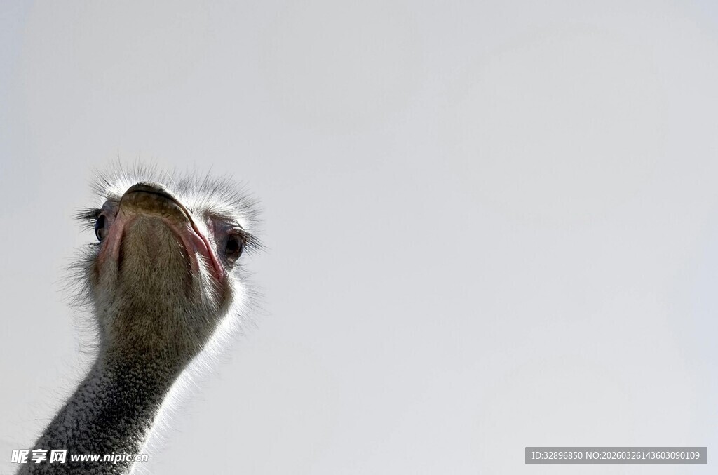 仰头的鸵鸟