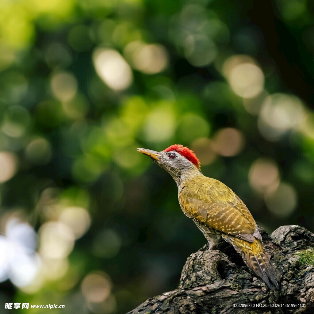 枝头红顶啄木鸟