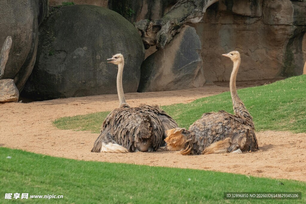 两只休憩的鸵鸟