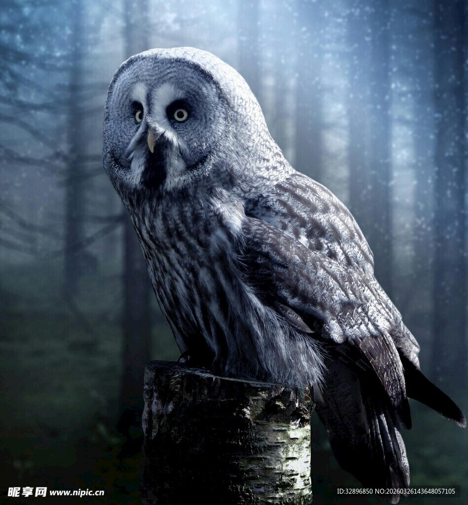 森林中的威严猫头鹰