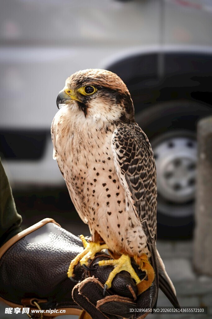 站在手套上的猎隼