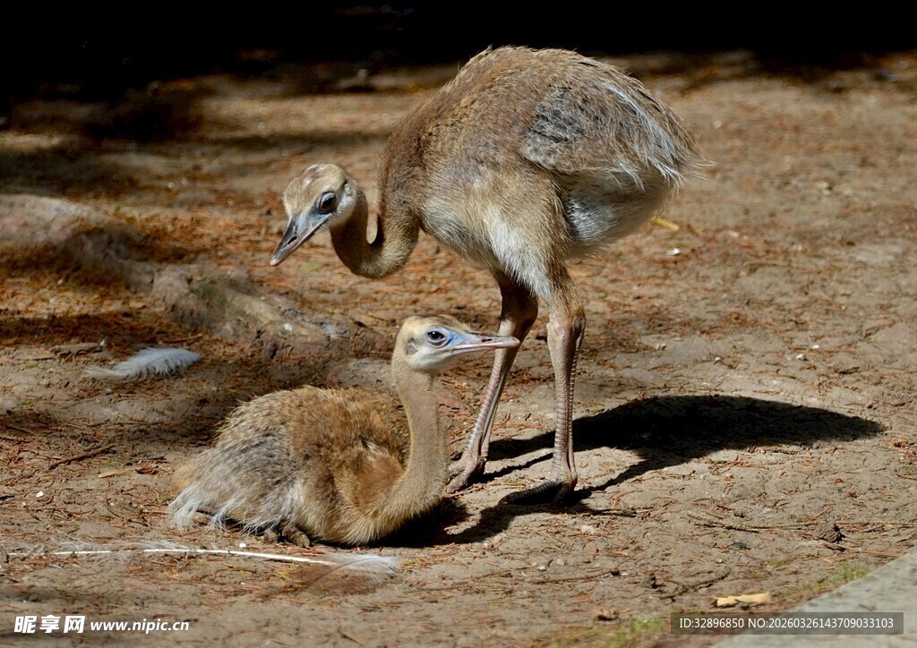 鸵鸟母子亲昵互动
