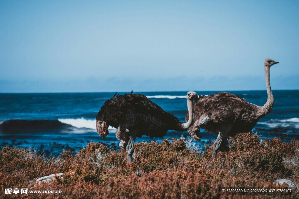 海边漫步的两只鸵鸟