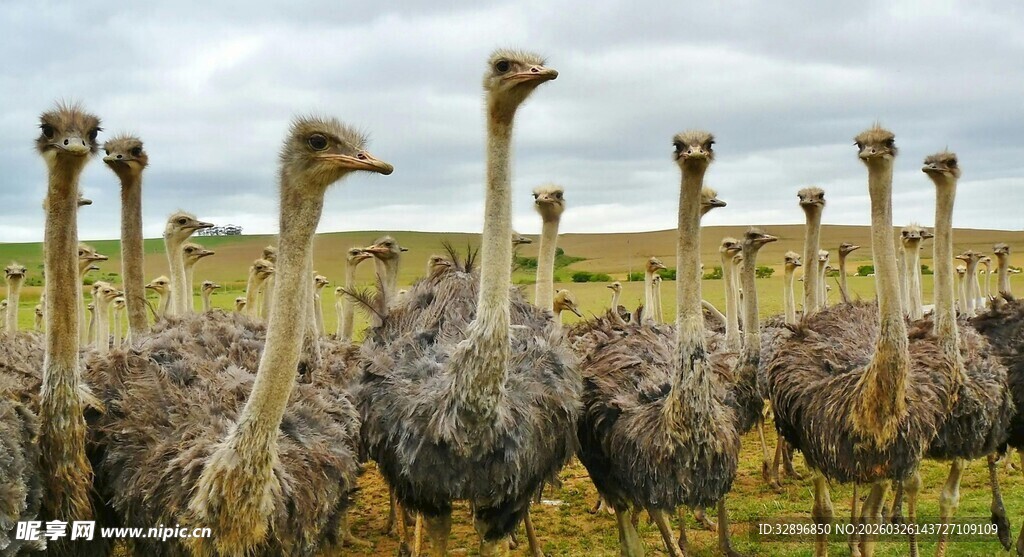 草原上的一群鸵鸟