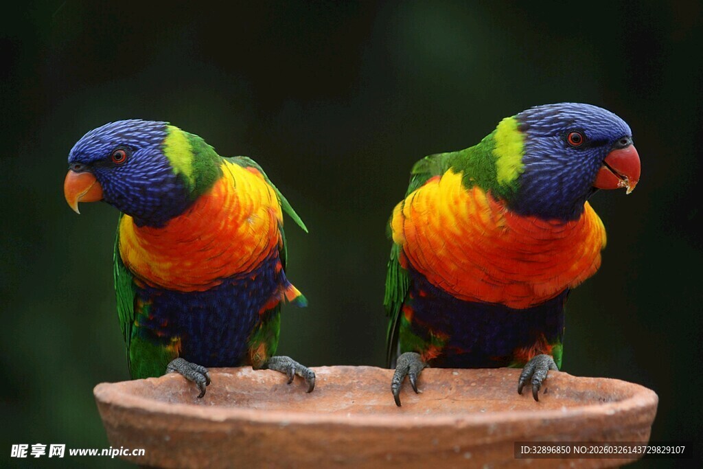 多彩鹦鹉立于木台