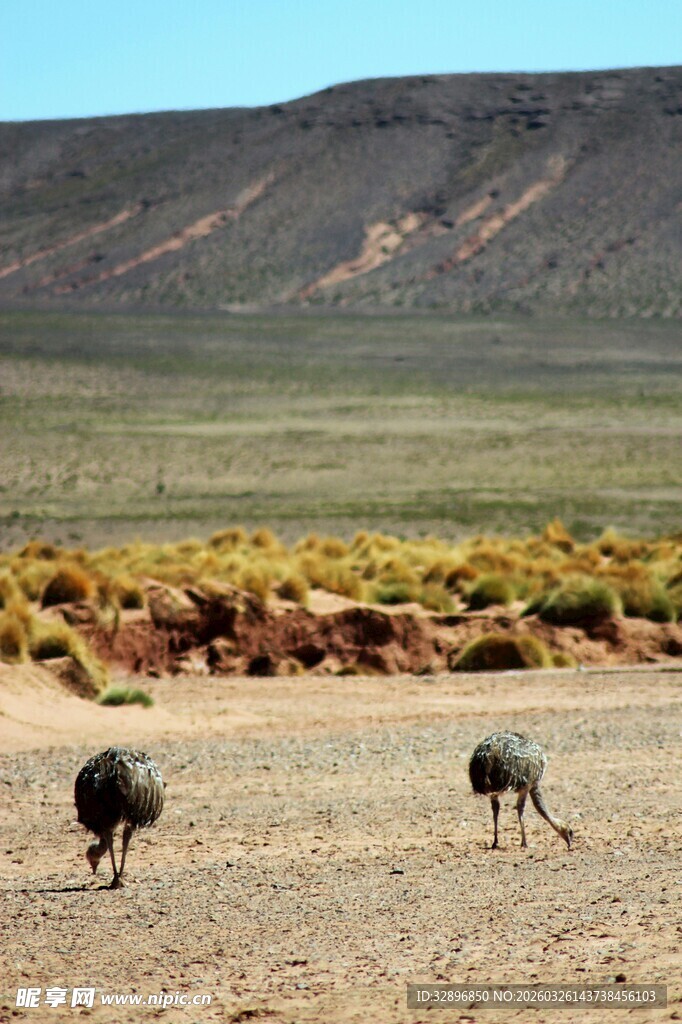 草原上的两只鸵鸟