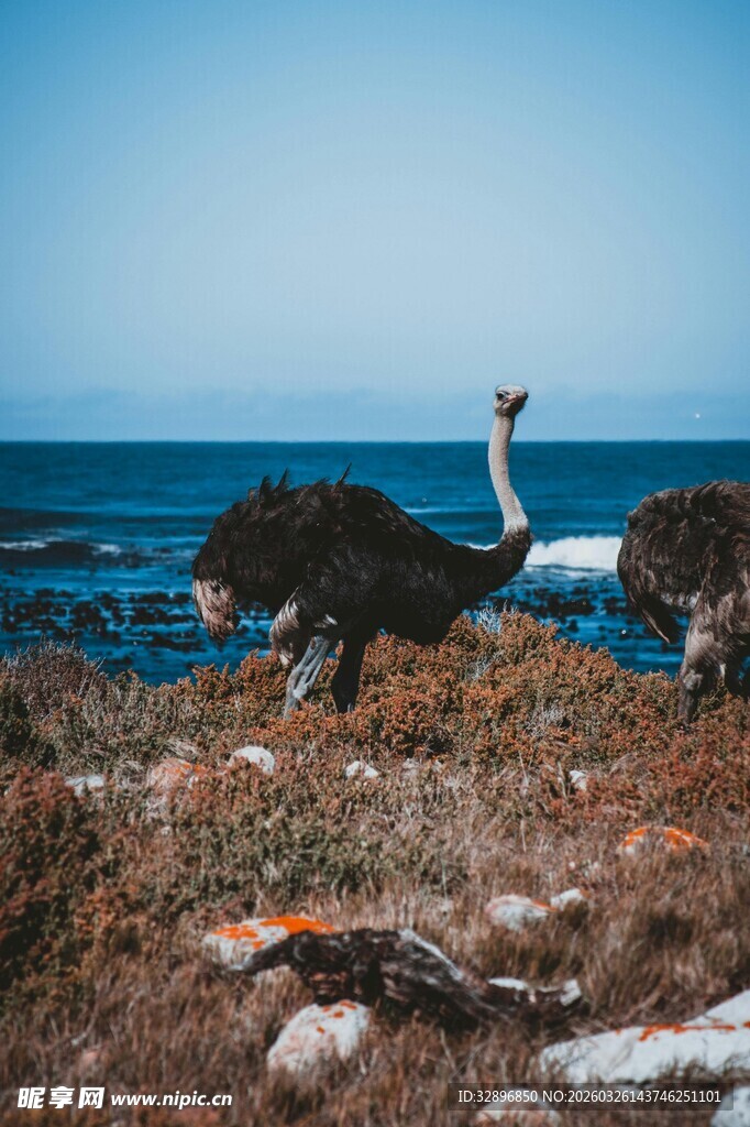 海边岩石上的两只鸵鸟