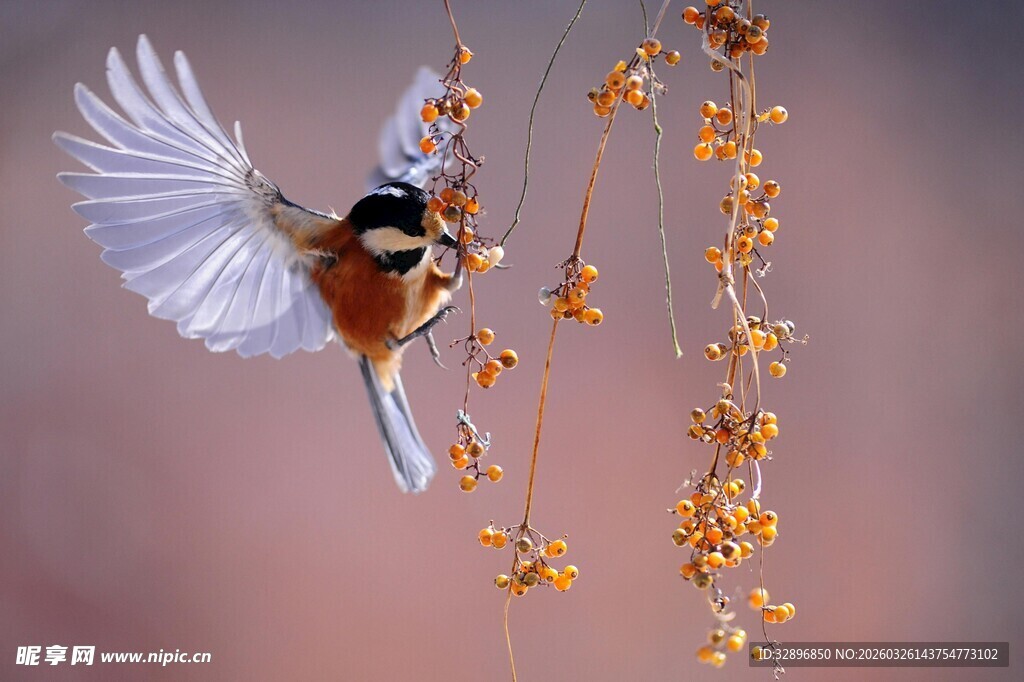 飞鸟悬枝间灵动瞬间