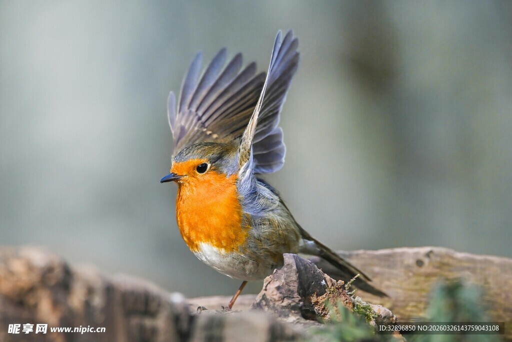 橙胸小鸟展翅瞬间