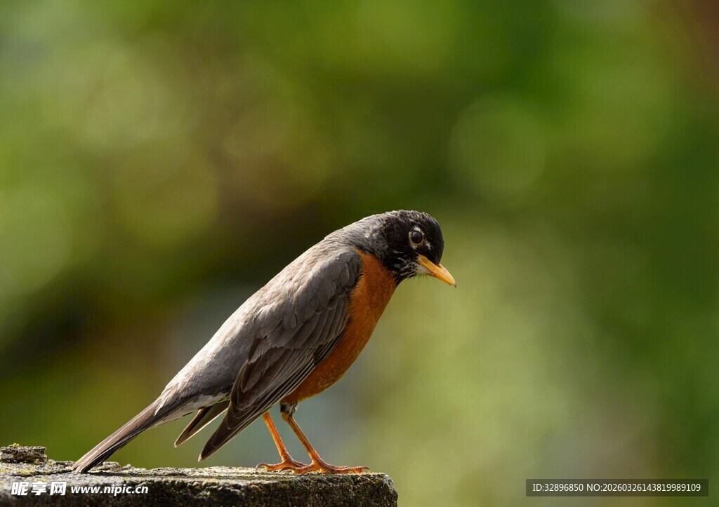 栖息于木上的橙色胸脯小鸟
