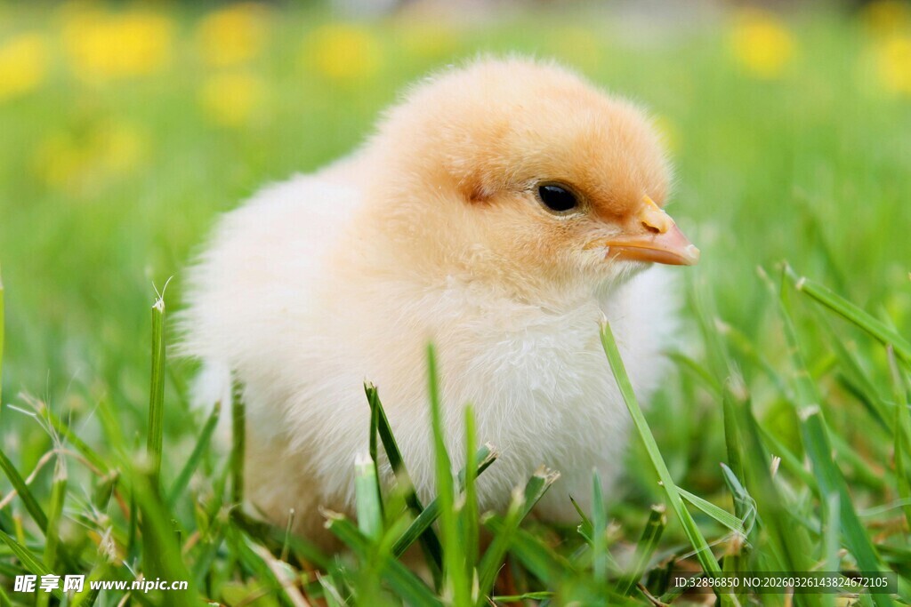 草地上的可爱小鸡