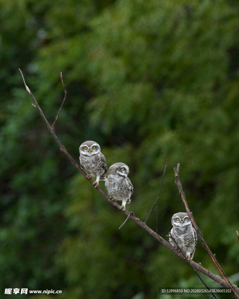 三只小鸟栖于树枝上