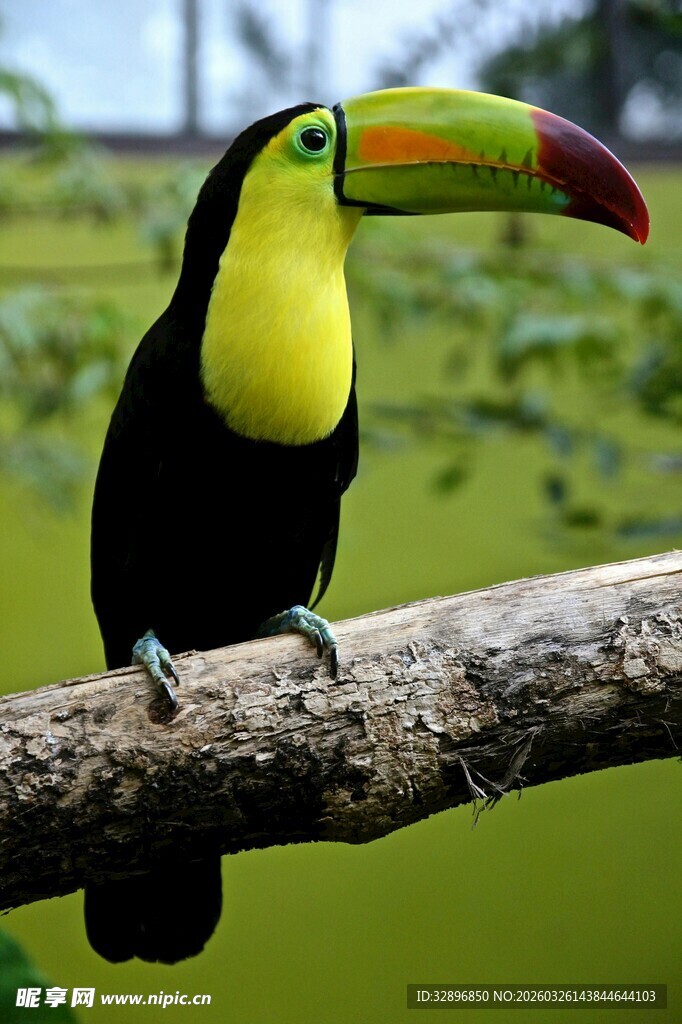 巨嘴鸟栖息枝头