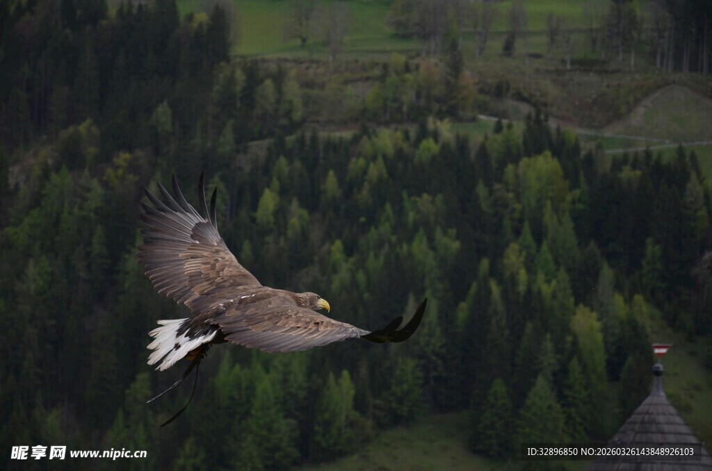 雄鹰翱翔于山林之上