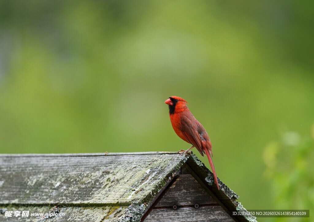 红衣主教鸟立于屋顶
