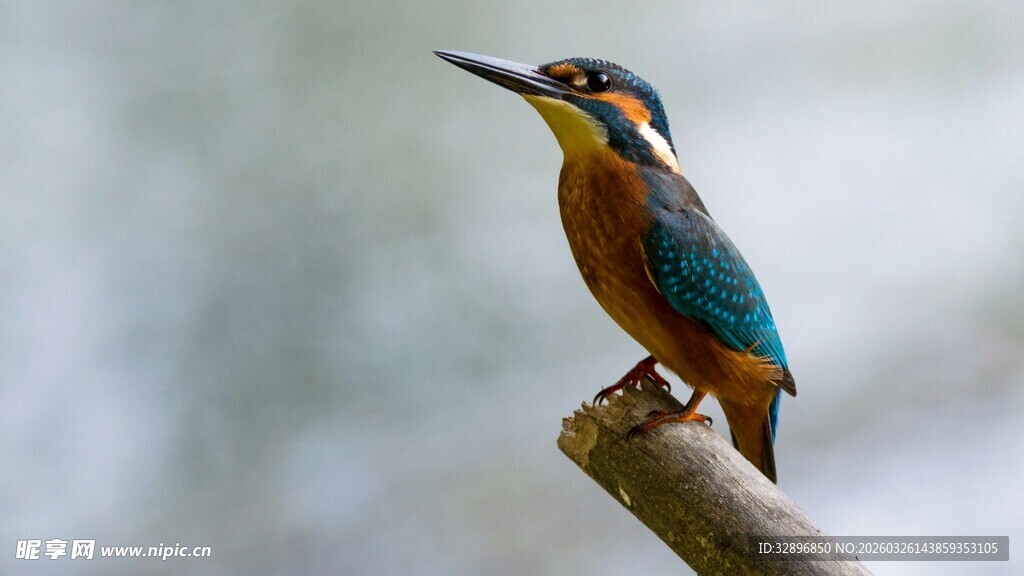 栖息枝头的美丽翠鸟