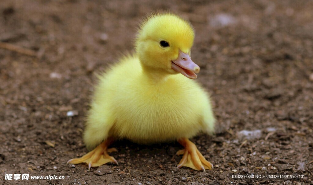 可爱小黄鸭站立在地面