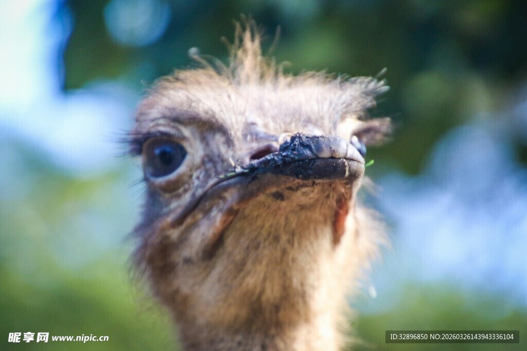 呆萌鸵鸟特写