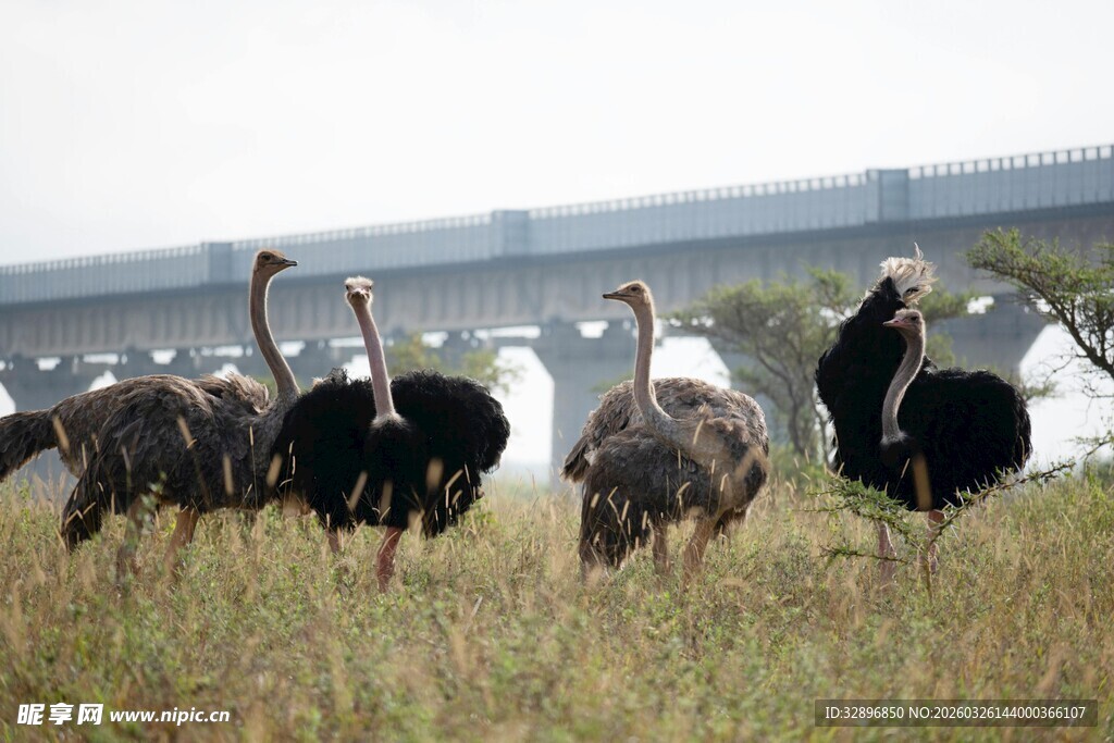 草原上的鸵鸟群