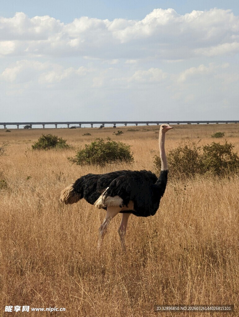 草原上的单只鸵鸟
