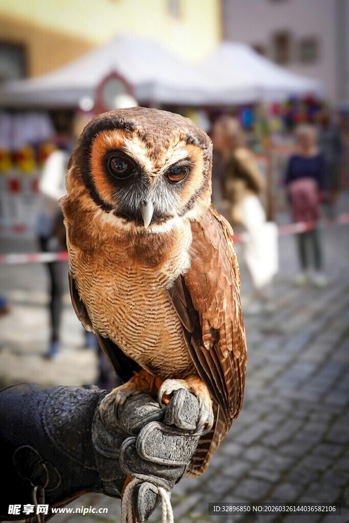 手托猫头鹰的街头场景
