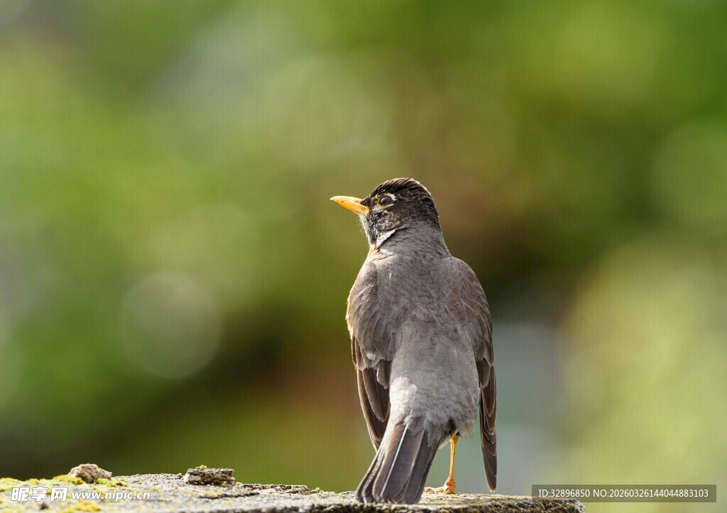 站在枝头的黑羽小鸟