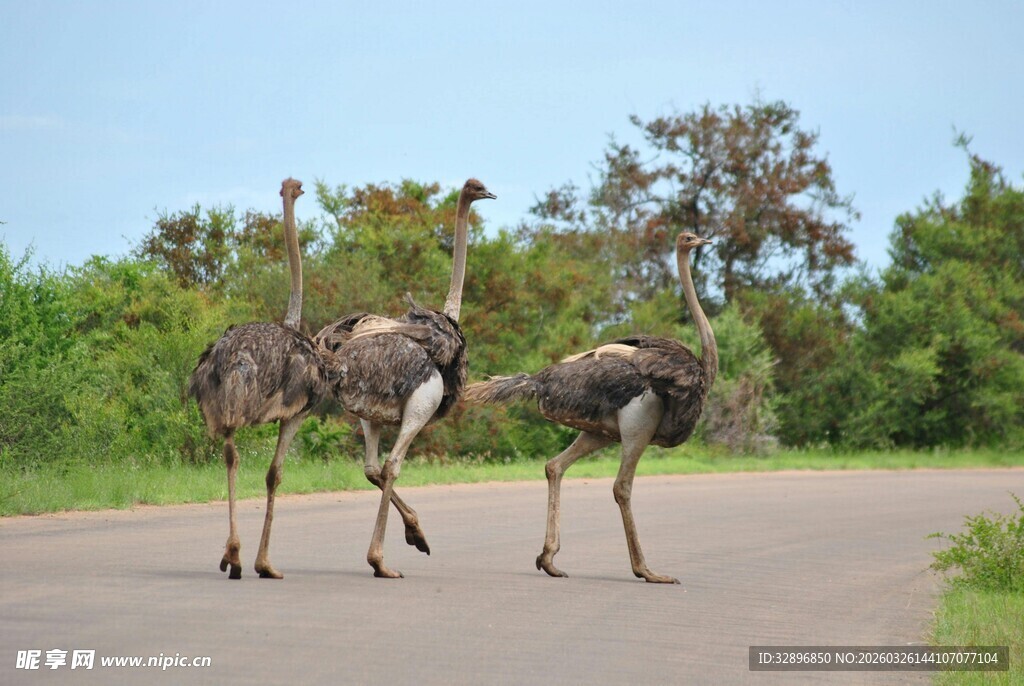 公路上行走的两只鸵鸟