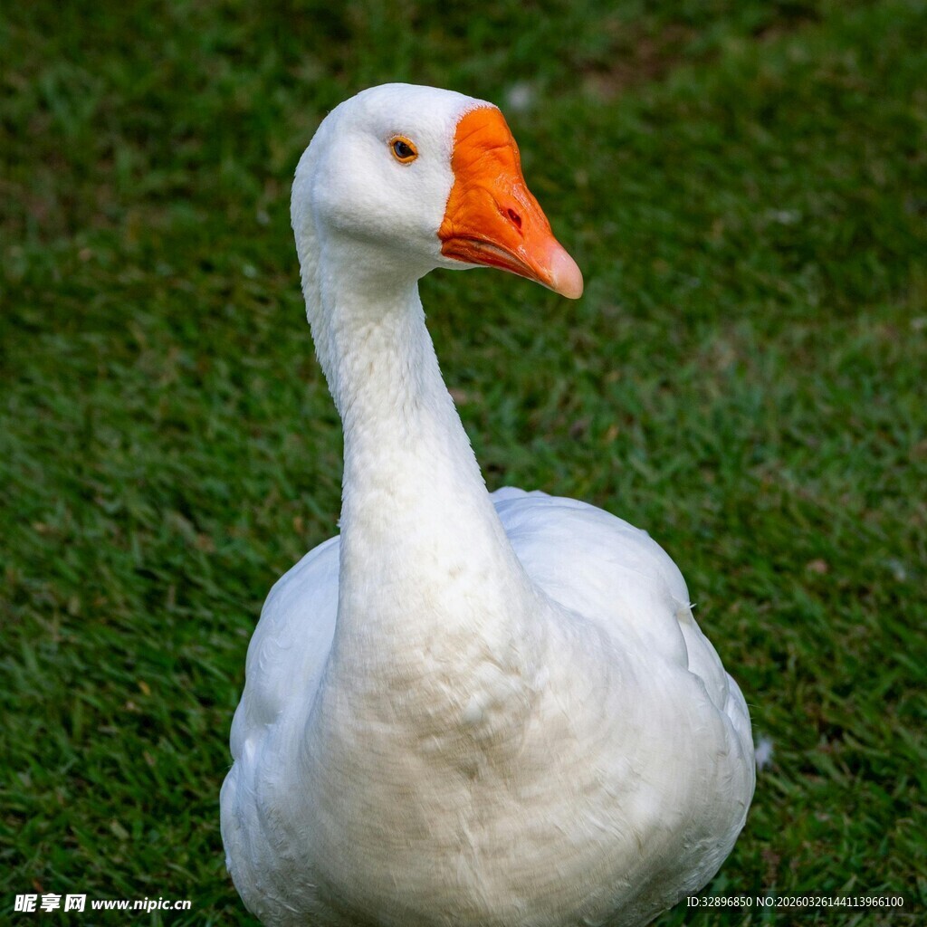 草地上的白鹅