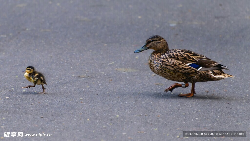 母鸭与小鸭