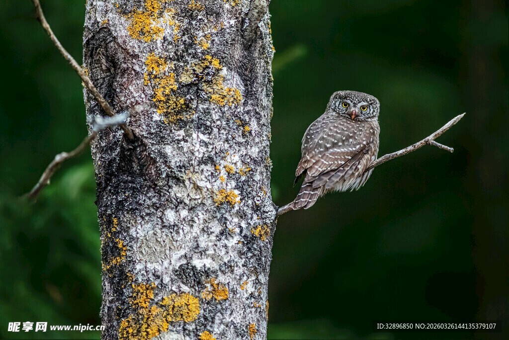 树干上的小巧猫头鹰
