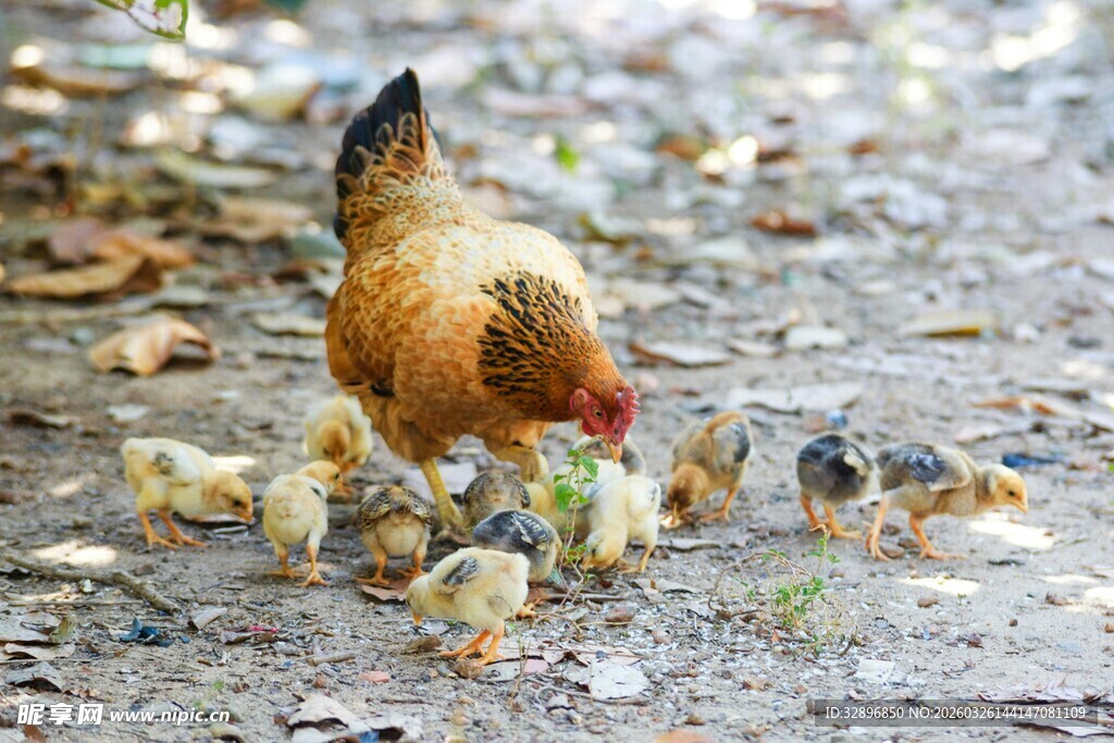 母鸡带小鸡觅食场景