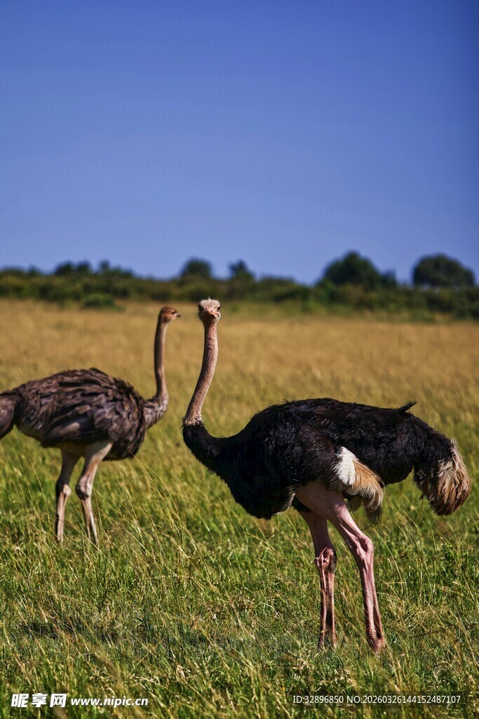 草原上的两只漫步鸵鸟