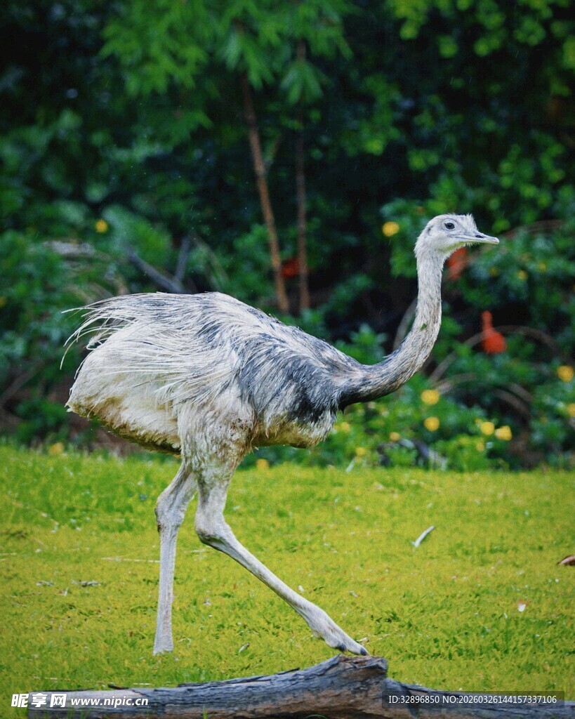 草地上行走的灰色鸵鸟
