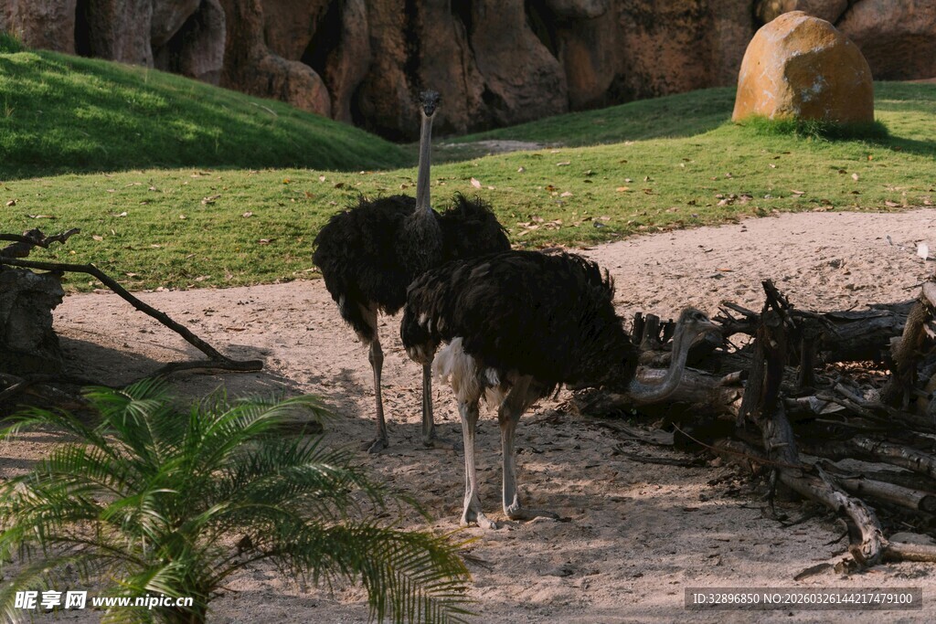 两只鸵鸟在户外觅食