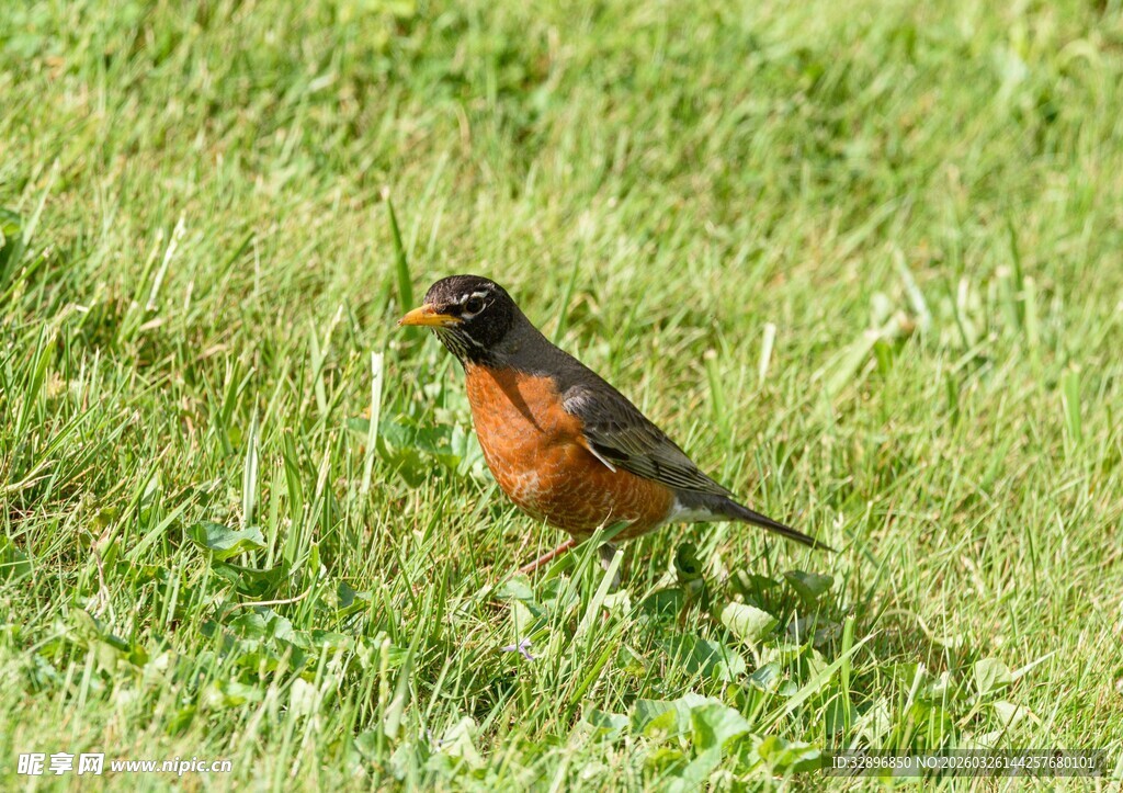 草地上的知更鸟