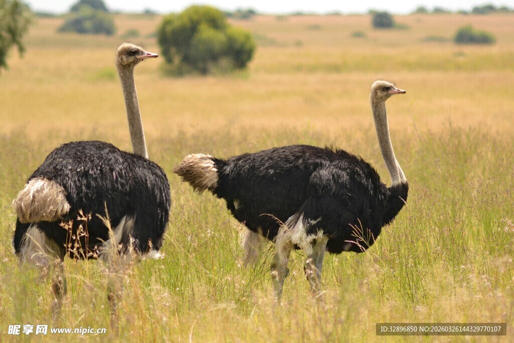 草原上的两只鸵鸟