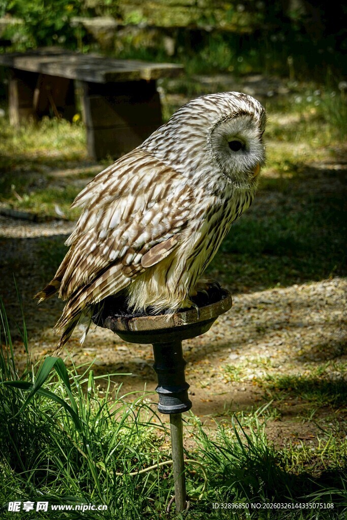 站在支架上的猫头鹰