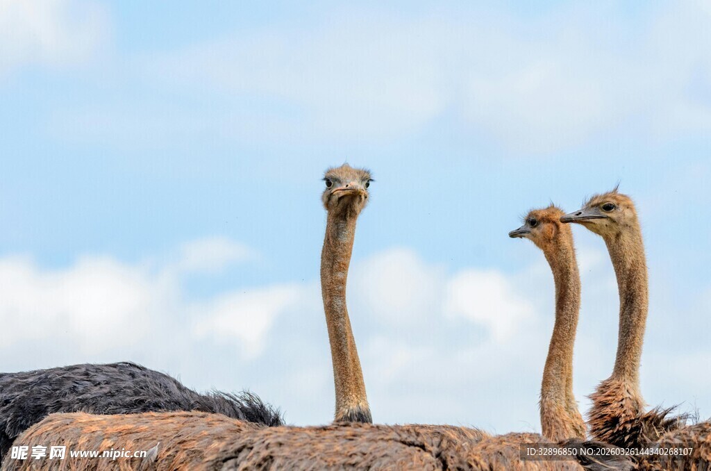 三只鸵鸟仰头望天空