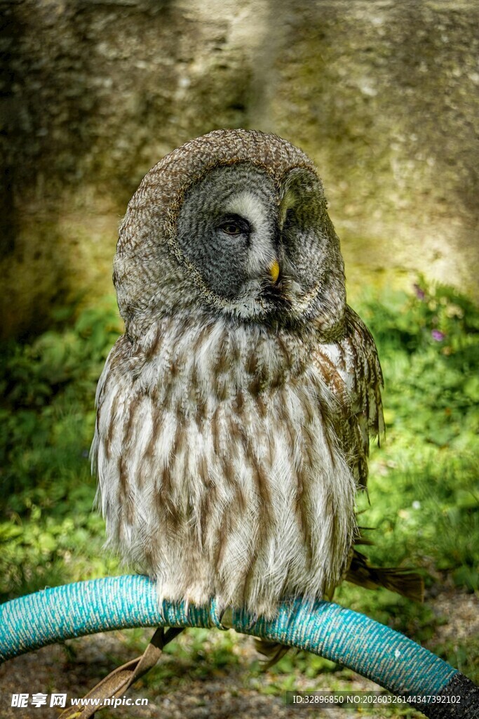 猫头鹰栖息于蓝杆上