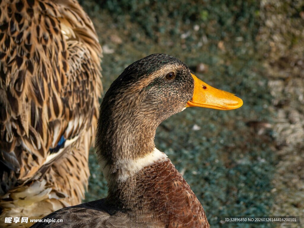 池塘边的鸭子特写