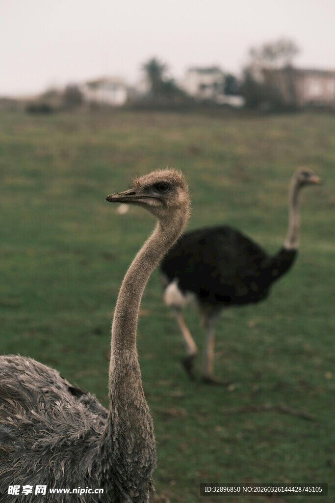 草原上的两只鸵鸟