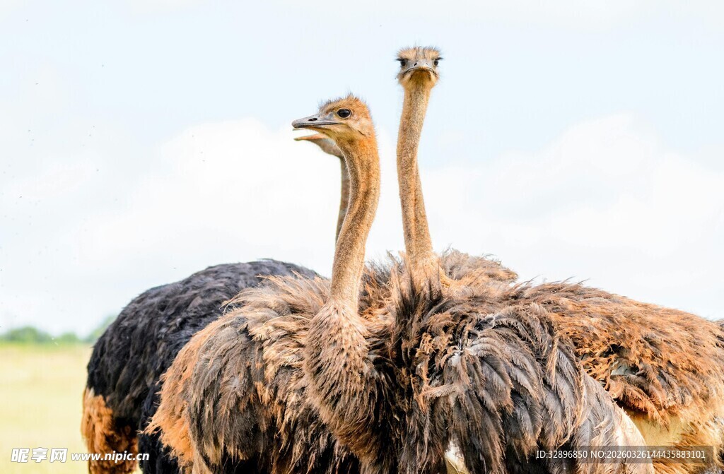 草原上的两只鸵鸟