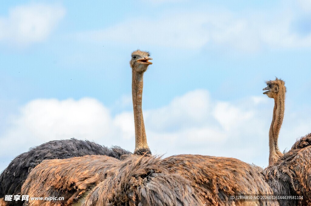 两只站立的鸵鸟
