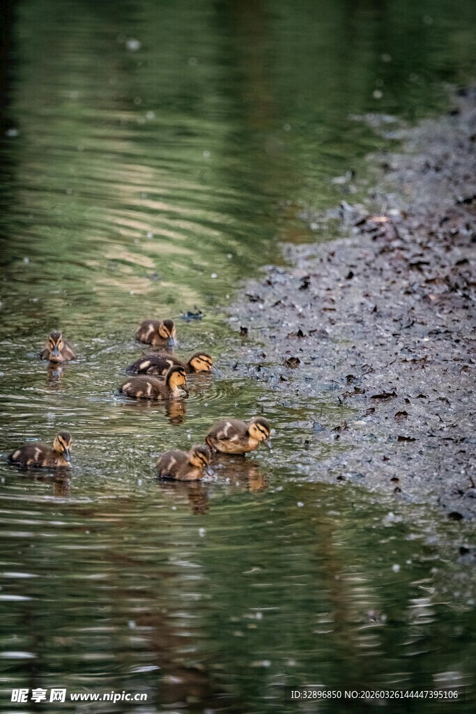 水边嬉戏的小鸟
